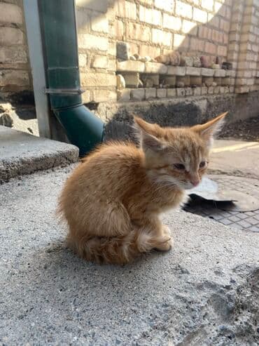 дом кошка: Срочно Отдам Бесплатно Рыжий котёнок - Окрас: насыщенный рыжий табби — 2