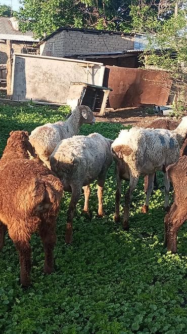 жер уй бишкек сатылат: Сатам | Ургаачы кой (ургаачы) — 8