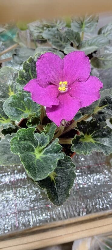 В продаже цветущие 🌺🌿🌺 и не цветущие ☘️☘️☘️ стартеры. С 4 по 9 фото at lalafo.kg В продаже цветущие 🌺🌿🌺 и не цветущие ☘️☘️☘️ стартеры. С 4 по 9 фото