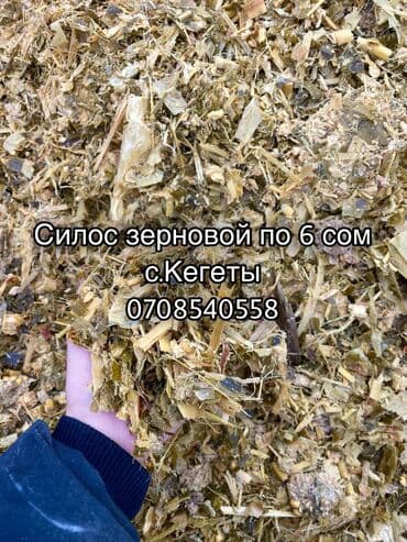 Кукурузный силос (рубленая смесь) - Кормовая смесь на основе