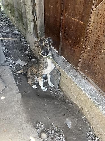 приют куда можно отдать собаку: Отдам в добрые руки — 2