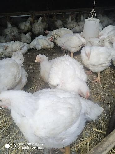 Коровы, быки: Продаю | Цыплята | Бройлерная | На забой — 1