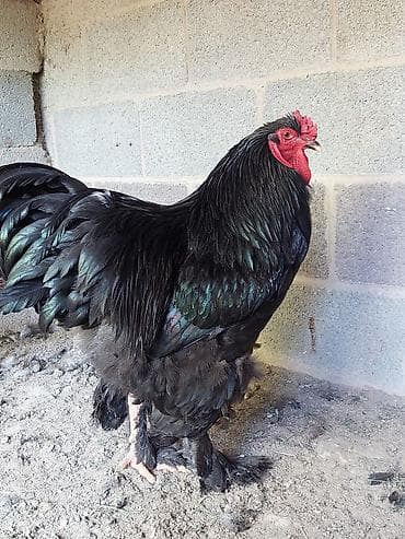 Продаю | Куры | Брама | Для разведения