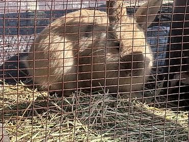 грызуны домашние: Кролики декоративные - Описание: кролики светло-рыжего и белого — 2