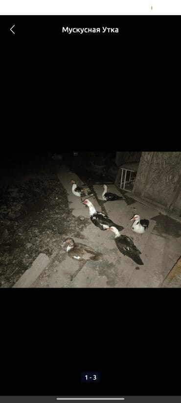 продажа щенков немецкой овчарки с документами в бишкеке: Мускусные утки (индоутки) - Порода: мускусная (индоутка) - На фото — — 3
