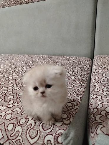 шотладский котенок: Шотландские котята. Родились 21 мая. Приучены к лотку. Кушают — 2