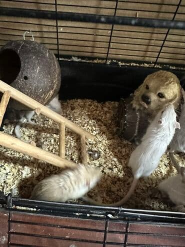 белые крысы: Белые и светло-коричневые песчанки. Эти активные и любознательные — 3