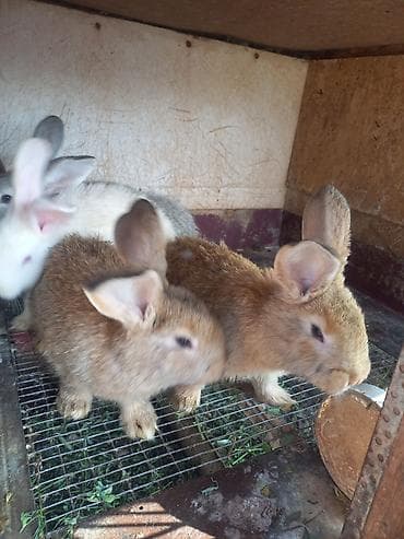 кролики крол кролиха кролик: Продаю | Крольчата — 3