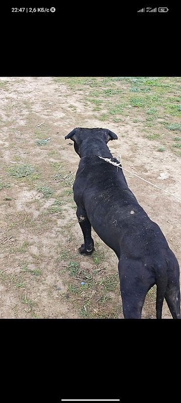 ит керек: Собака, вероятно метис крупной гладкошёрстной породы (крепкий тип) — 3