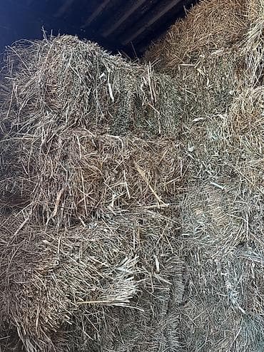 услуги кинолога: Й укос беде плотный большой тяжелый — 3