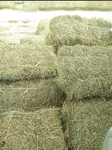 чон ат: Клевер с поля. Будет прессоваться в среду-четверг. Находится недалеко — 1
