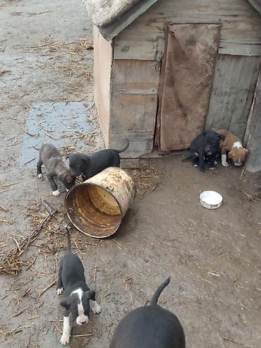 питбуль собака цена: Питбуль, 1 месяц, Самец, С родословной — 6