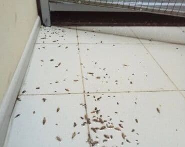 канализации: Дезинфекция, дезинсекция, | Тараканы, | Офисы, Квартиры, Дома — 4