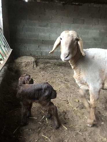 собаки щпиц: Продаю | Овца (самка) | Полукровка | Для разведения | Ягнившаяся — 1