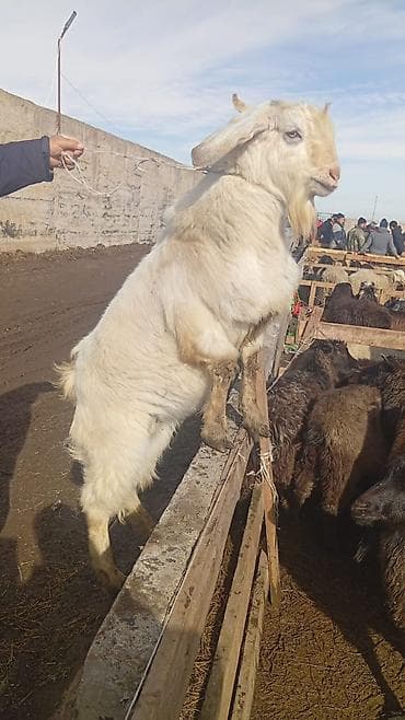 кой ечки: Продаю | Козёл (самец) | Зааненская — 3