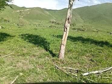 железнодорожный вагон: ЧОН Кашар (сарай) арендага берилет ! Жайыттары абдан жакшы кенен — 1