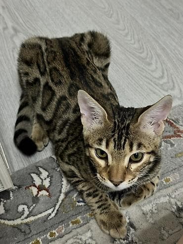 Животные: Бенгальская, 5 месяцев, Девочка, Шоколадный, Приучена к лотку, Проглистована — 1
