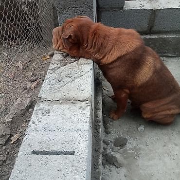 Шарпей, рыжий окрас. - Порода: шарпей (короткошёрстный, характерные
