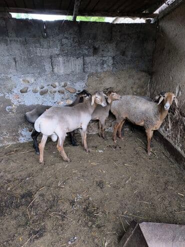 собака доберман сколько стоит: Продаю | Овца (самка) | Эдильбаевская | Для разведения | Матка — 2