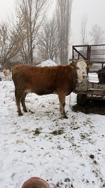 питбуль сколько стоит: Продаю | Тёлка | На откорм | Привязанные — 2