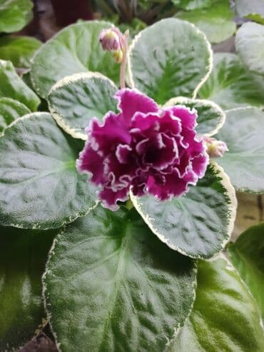 мясо доставка: Сортовые фиалкидетки,листовые черенки — 2