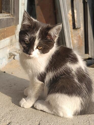 Черно-белая кошечка с выразительной “маской” на мордочке. девочка, 3
