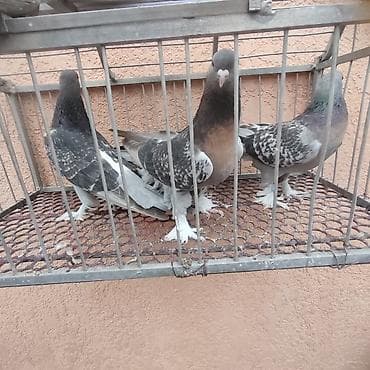 Аквариумы: Голуби. Турецкая Такла — 2