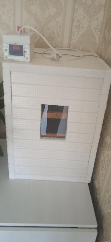 цыпа: Салам атсыз дарбы февраль айынан баштап май айына чейин инкубатор дан — 1