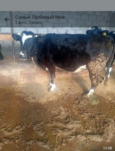 Услуги ветеринара: Продаю | Корова (самка) | Для молока | Привязанные — 1