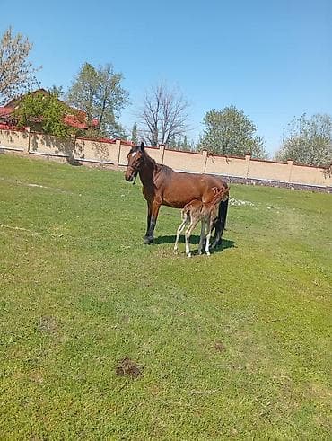 бирки для животных: Продаю | Кобыла (самка) | Для разведения | Племенные — 2