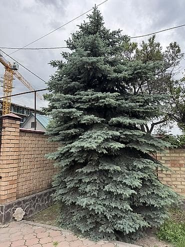 новогодние мешочки: Ель голубая (Picea pungens ‘Glauca’) — крупномер для ландшафта - — 2