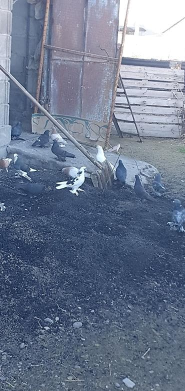 блиц норма: Породистые декоративные голуби есть в се породы чубые двух чубые — 6