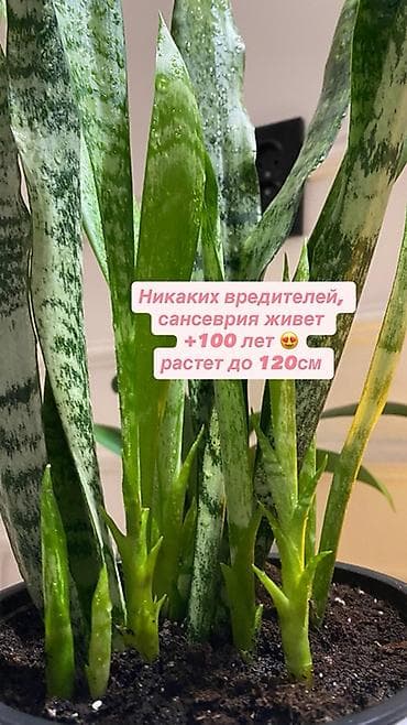 алоэ вера форевер: Спатифилум 1922 с горшком 2200 Авокадо - 922 Сансеверия 522 с горшком — 10