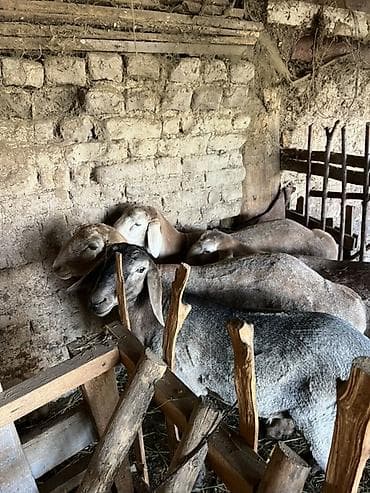 галиштин корова: Продаю | Овца (самка) | Для разведения — 2