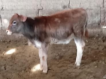 Аквариумы: Продаю | Музоо, торпок | Швицкая | Для разведения — 7