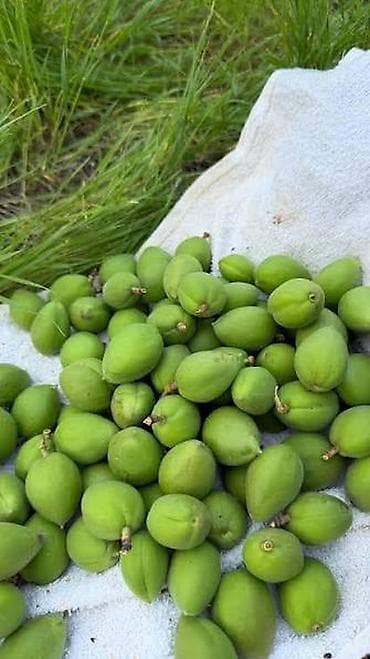 грибы вешинки: Орук Коро заказ алабыз бардык областка жонотобуз 10кг дан ойдо Ватсапп — 1