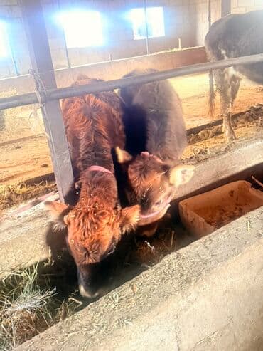 кальций для животных: Продаю | Музоо, торпок | На откорм | Привязанные — 3