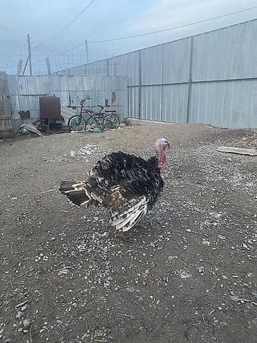 куры ханхяп: Продаю | Индюк (самец) | Полукровка | На забой, Для разведения | Племенные — 4