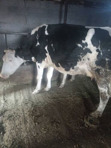 золотистый ретривер бишкек: Продаю | Корова (самка) | Голштин | Для молока | Племенные — 3