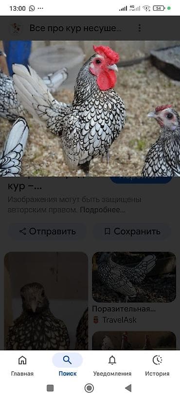 шпиц собака цена бишкек: Продаю | Куры | Для разведения — 5