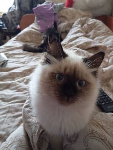 рэгдолл купить: Котята домашние, пушистые и ласковые. - Окрас: колор-пойнт (светлый — 6