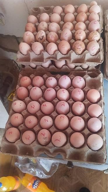 пони конь: Продаю СВЕЖИЕ инкубационные яйца Кучинские юбилейный мясо яичного — 2