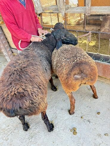 грызуны домашние: Продаю | Баран (самец) | Арашан | Для разведения, На забой | Племенные — 4