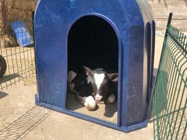 на ферме есть куры козлы и коровы: Домики для телят. Ферма, корова, стельная, молоко, ветеринар, телята — 3
