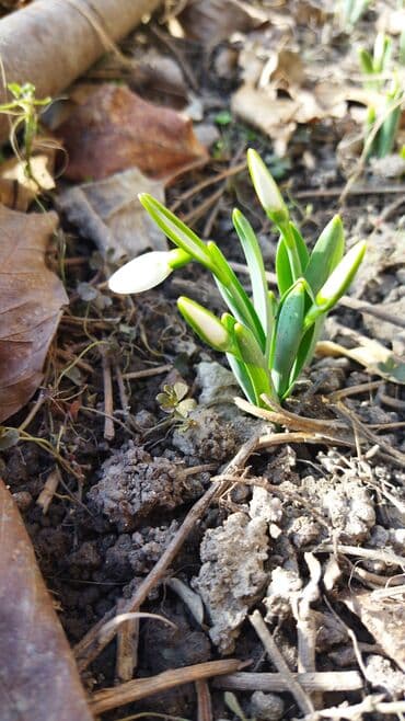 что подарить маме: Подснежники к Новому Году! — 3