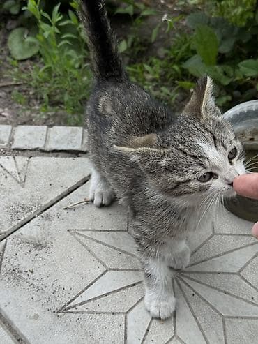 кошка с разными глазами: Котёнок серо-белого окраса (тигровый табби), короткошёрстный. На фото — 2