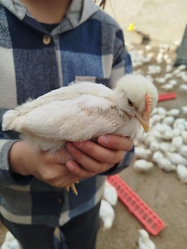 купить собаку бишкек: Продаю | Цыплята | Хай-Лайн Соня Грей | На забой — 3