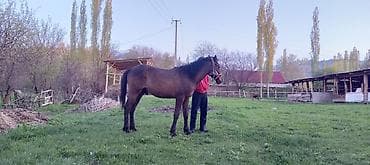 жеребенок: Продаю | Жеребенок | Для разведения | Племенные — 7