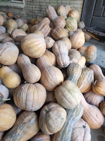 Тыквы столовые, мускатные сорта. - Крупные и средние плоды вытянутой