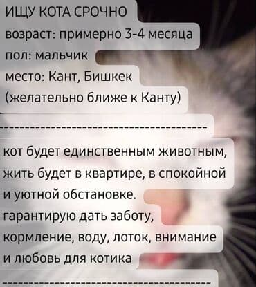 Беспородная, 3 месяца, Мальчик